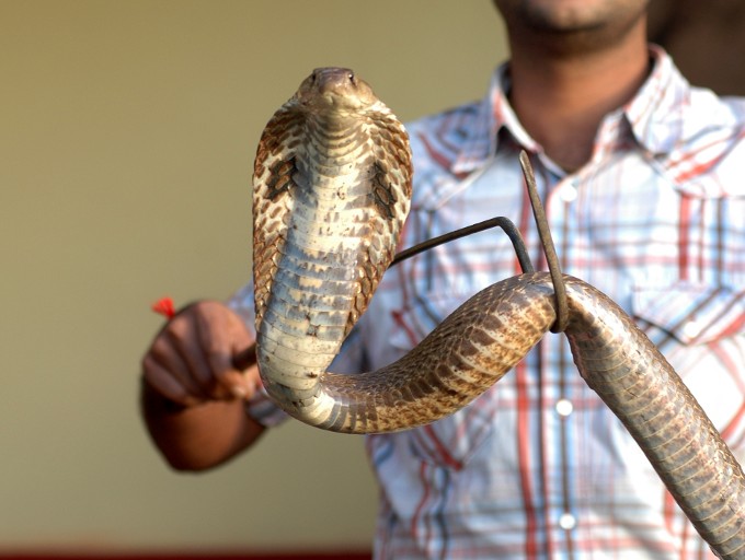 Snake Rescue 