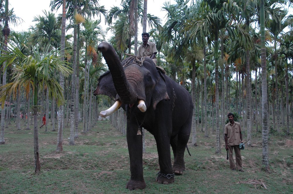 One of the elephants in the human - elephant conflict management  team